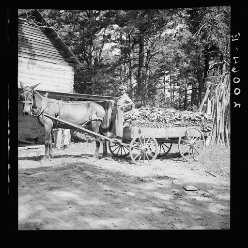 Untitled photo, possibly related to: Young son of tenant farmer gathering sticks for workers to string tobacco on. Granville County, North Carolina