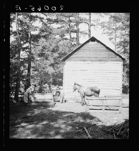 Untitled photo, possibly related to: Young son of tenant farmer gathering sticks for workers to string tobacco on. Granville County, North Carolina