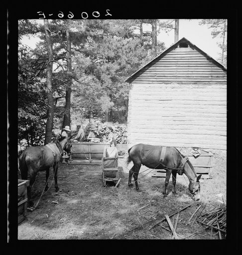 Untitled photo, possibly related to: Young son of tenant farmer gathering sticks for workers to string tobacco on. Granville County, North Carolina