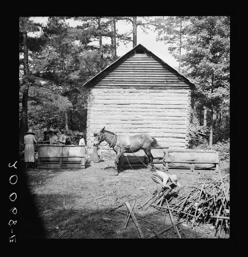 Young son of tenant farmer gathering sticks for workers to string tobacco on. Granville County, North Carolina