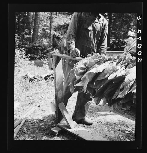 Stringing tobacco. Note "horses" for holding the sticks while stringing. Granville County, North Carolina