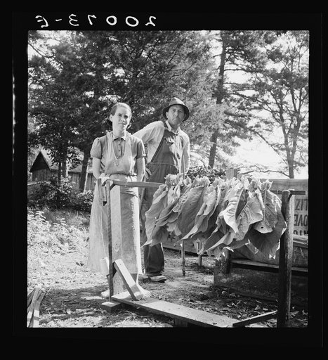 Untitled photo, possibly related to: Stringing tobacco. Note "horses" for holding the sticks while stringing. Granville County, North Carolina
