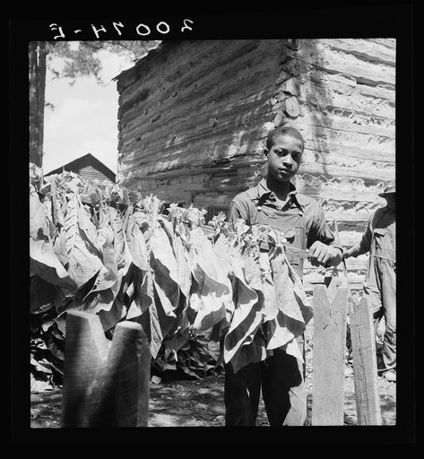 Tobacco strung on sticks. Granville County, North Carolina