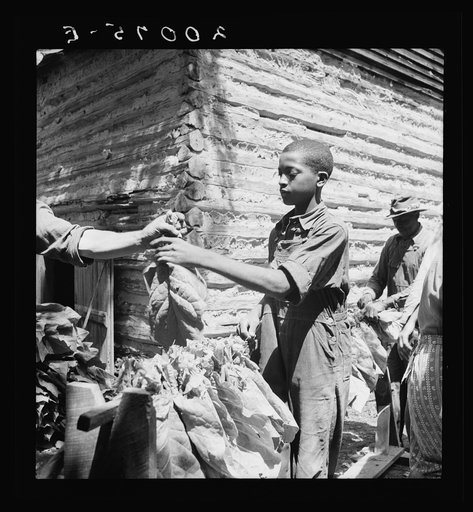 Untitled photo, possibly related to: Tobacco strung on sticks. Granville County, North Carolina