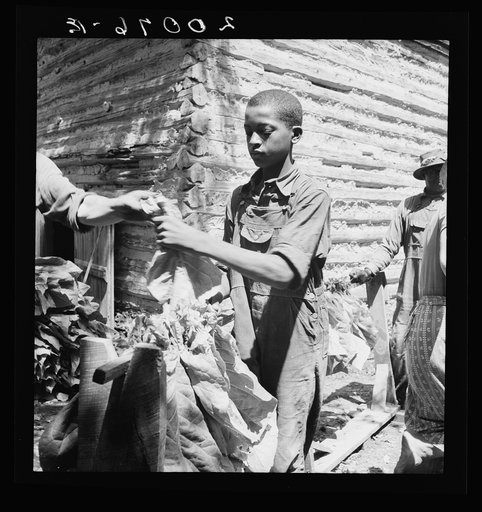 Untitled photo, possibly related to: Tobacco strung on sticks. Granville County, North Carolina