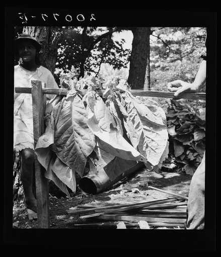 Tobacco strung on sticks. Granville County, North Carolina