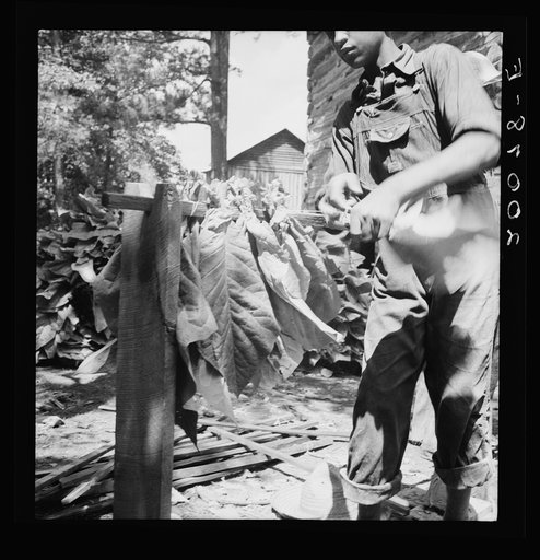 Untitled photo, possibly related to: Tobacco strung on sticks. Granville County, North Carolina