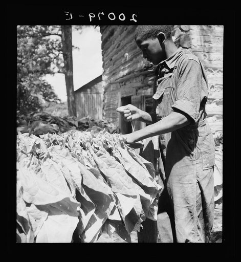 Untitled photo, possibly related to: Tobacco strung on sticks. Granville County, North Carolina