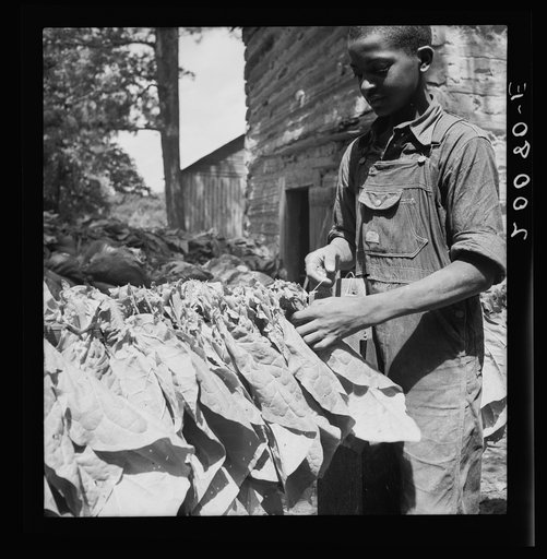 Untitled photo, possibly related to: Tobacco strung on sticks. Granville County, North Carolina