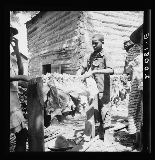 Untitled photo, possibly related to: Tobacco strung on sticks. Granville County, North Carolina