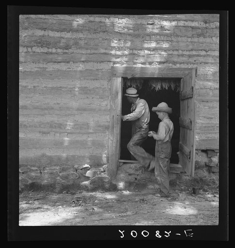 Coming out of tobacco barn in which tobacco is being cured. Careful check of temperature must be made. Granville County, North Carolina