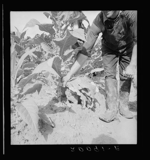 Wage laborer topping tobacco. Granville County, North Carolina