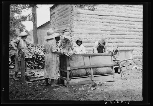 Families stringing tobacco brought in from the field by sled. Granville County, North Carolina