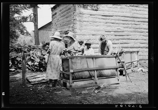 Untitled photo, possibly related to: Families stringing tobacco brought in from the field by sled. Granville County, North Carolina