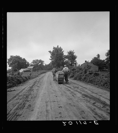 Mr. Taylor and wage laborer slide the tobacco to barn from the field, about quarter of a mile. Granville County, North Carolina