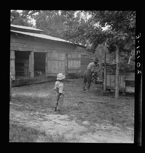 Noon time chores of Negro tenant farmer: feeding the pigs. Granville County, North Carolina