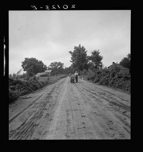 Untitled photo, possibly related to: Mr. Taylor and wage laborer slide tobacco to the barn from the field, about a quarter of a mile. Granville County, North Carolina