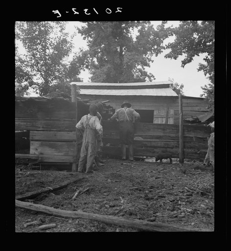 Untitled photo, possibly related to: Noon time chores of Negro tenant farmer: feeding the pigs. Granville County, North Carolina