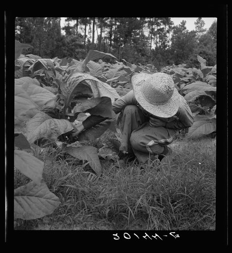 Untitled photo, possibly related to: Owner's daughter topping tobacco. She has a patch of her own of about 1000 hills from which she will be given the proceeds. Her father buys her clothes and she can have the "patch" money for whatever she wants. She is in the eighth grade; says she doesn't learn a