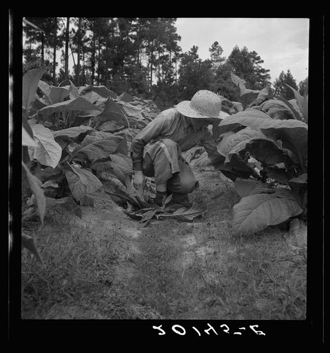 Untitled photo, possibly related to: Owner's daughter topping tobacco. She has a patch of her own of about 1000 hills from which she will be given the proceeds. Her father buys her clothes and she can have the "patch" money for whatever she wants. She is in the eighth grade; says she doesn't learn a