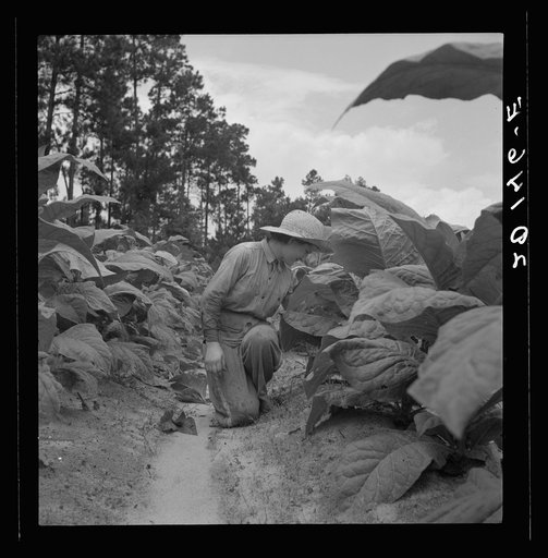 Untitled photo, possibly related to: Owner's daughter topping tobacco. She has a patch of her own of about 1000 hills from which she will be given the proceeds. Her father buys her clothes and she can have the "patch" money for whatever she wants. She is in the eighth grade; says she doesn't learn a