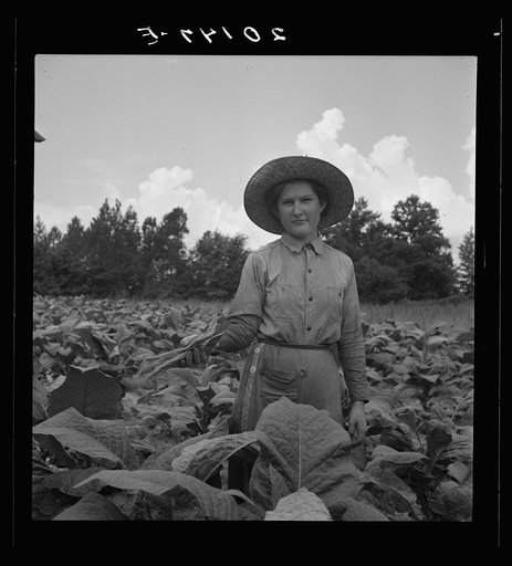 Untitled photo, possibly related to: Owner's daughter topping tobacco. She has a patch of her own of about 1000 hills from which she will be given the proceeds. Her father buys her clothes and she can have the "patch" money for whatever she wants. She is in the eighth grade; says she doesn't learn a