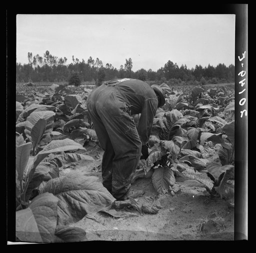 Untitled photo, possibly related to: Negro tenants topping and suckering tobacco plants. Granville County, North Carolina