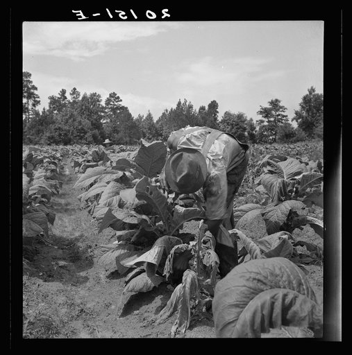 Untitled photo, possibly related to: Negro tenants topping and suckering tobacco plants. Granville County, North Carolina