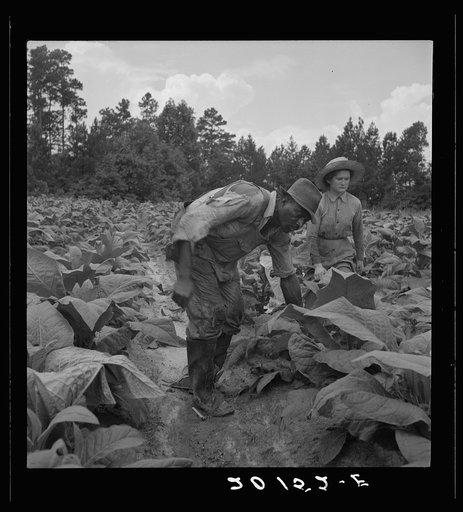 Untitled photo, possibly related to: Negro tenants, men and women, and white owner's children working in the field together topping and suckering tobacco. Granville County, North Carolina