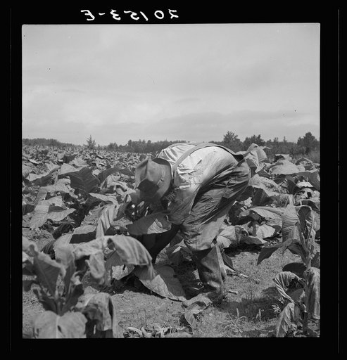 Untitled photo, possibly related to: Negro tenants topping and suckering tobacco plants. Granville County, North Carolina