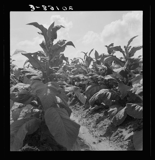 Good tobacco, topped and ready for priming. Granville County, North Carolina
