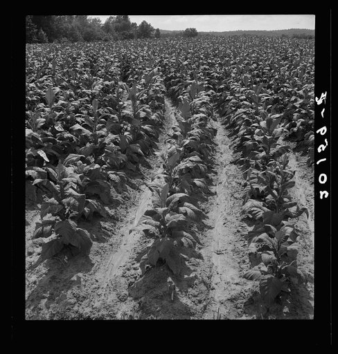 Tobacco field of Negro sharecropper. A large field for this area. Tobacco is almost ready for priming. Wake County, North Carolina
