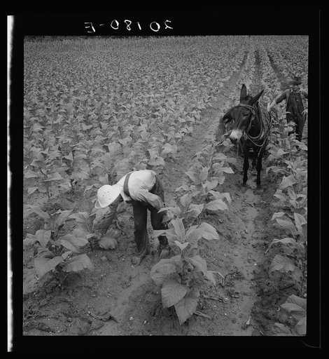 White sharecropper and wage laborer priming tobacco early in the morning. Granville County, North Carolina