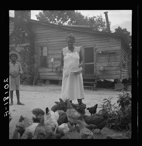 Untitled photo, possibly related to: Noontime chores: feeding chickens on Negro tenant farm. Granville County, North Carolina