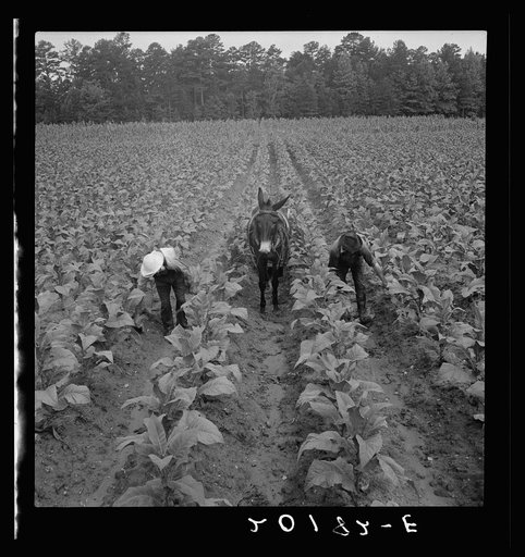 Untitled photo, possibly related to: White sharecropper and wage laborer priming tobacco early in the morning. Granville County, North Carolina