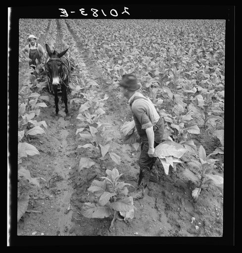 Untitled photo, possibly related to: White sharecropper and wage laborer priming tobacco early in the morning. Granville County, North Carolina