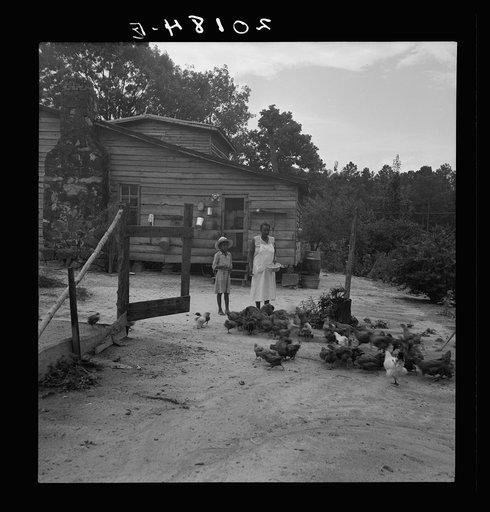 Untitled photo, possibly related to: Noontime chores: feeding chickens on Negro tenant farm. Granville County, North Carolina