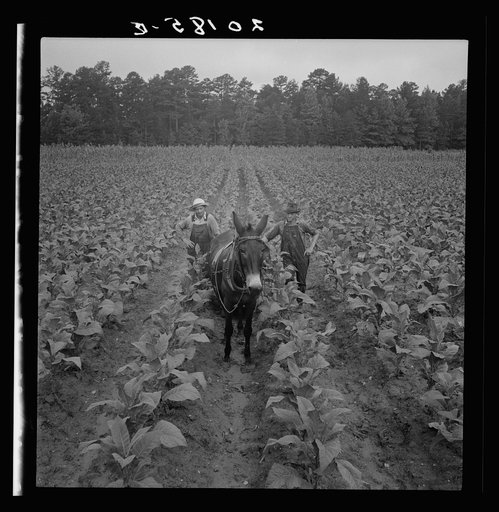 Untitled photo, possibly related to: White sharecropper and wage laborer priming tobacco early in the morning. Granville County, North Carolina