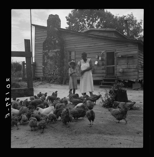 Noontime chores: feeding chickens on Negro tenant farm. Granville County, North Carolina