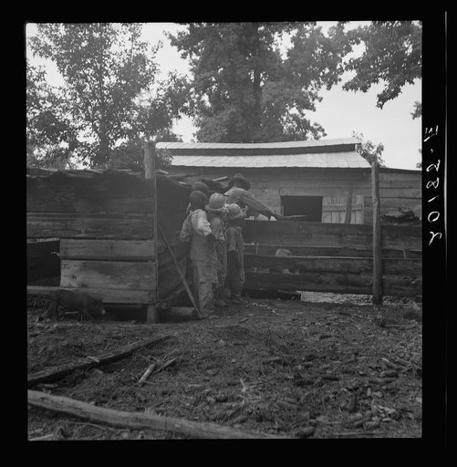 Untitled photo, possibly related to: Noontime chores on Negro tenant farm. The grandfather and children off to feed the pigs. Granville County, North Carolina