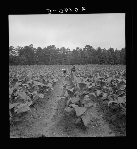 Untitled photo, possibly related to: White sharecropper and wage laborer priming tobacco early in the morning. Granville County, North Carolina