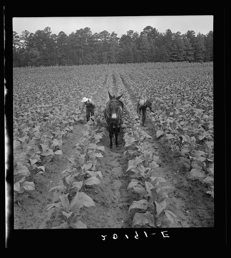 Untitled photo, possibly related to: White sharecropper and wage laborer priming tobacco early in the morning. Granville County, North Carolina