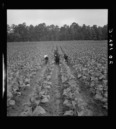 Untitled photo, possibly related to: White sharecropper and wage laborer priming tobacco early in the morning. Granville County, North Carolina