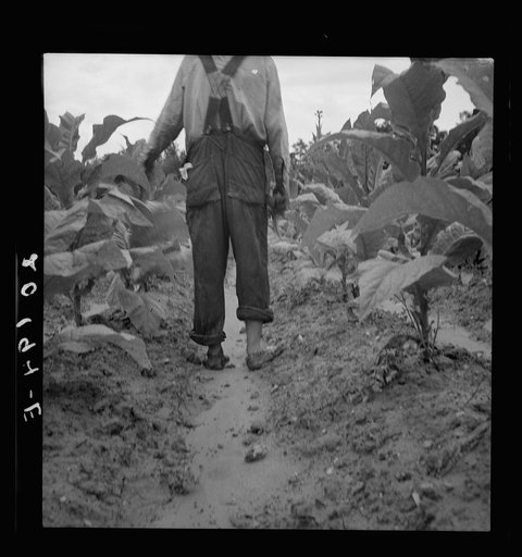Untitled photo, possibly related to: White sharecropper, Mr. Taylor, has just finished priming this field of tobacco. Granville County, North Carolina