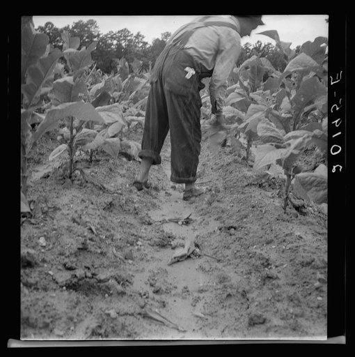 Untitled photo, possibly related to: White sharecropper, Mr. Taylor, has just finished priming this field of tobacco. Granville County, North Carolina