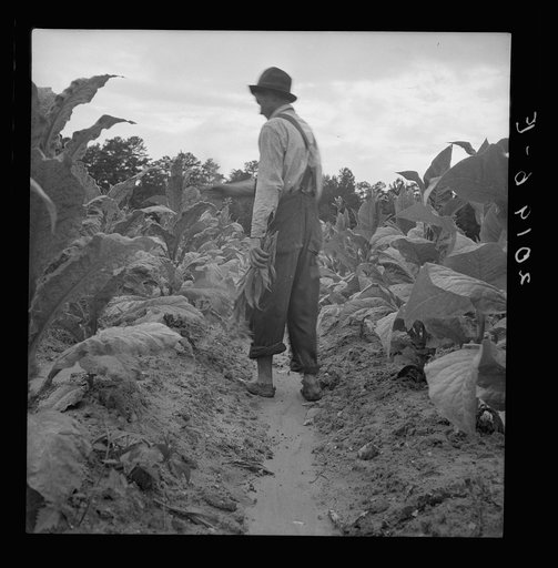 Untitled photo, possibly related to: White sharecropper, Mr. Taylor, has just finished priming this field of tobacco. Granville County, North Carolina