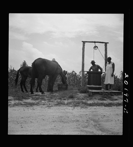 Noontime chores. Mules are brought in from the field and watered at well across the road from the house. Granville County, North Carolina