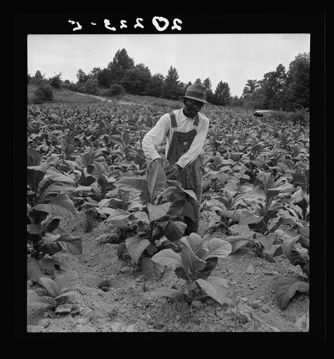 Negro tenant topping tobacco. Person County, North Carolina