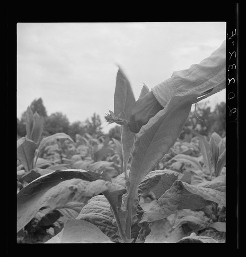 Negro tenant topping tobacco. Person County, North Carolina