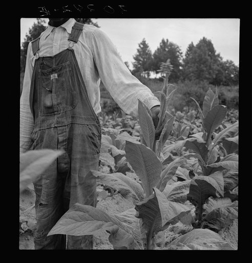 Untitled photo, possibly related to: Negro tenant topping tobacco. Person County, North Carolina